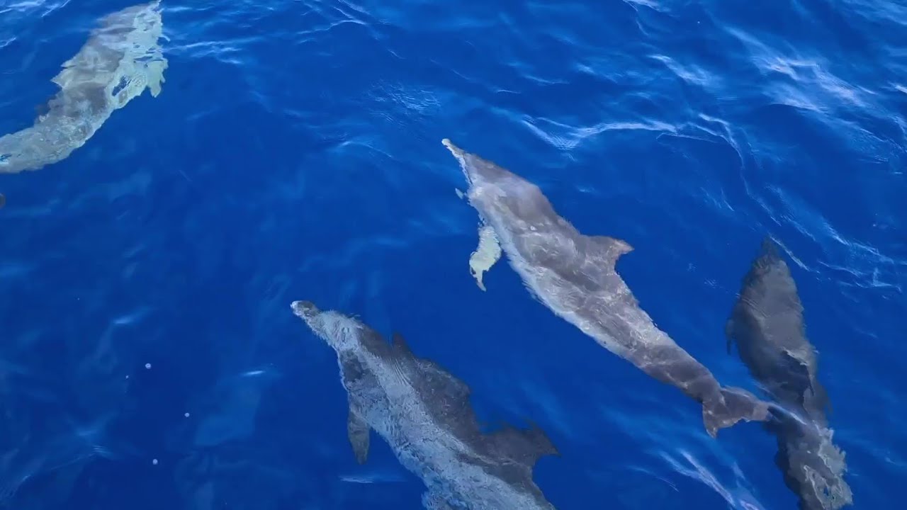 Magic Dolphin ECO 09-2022