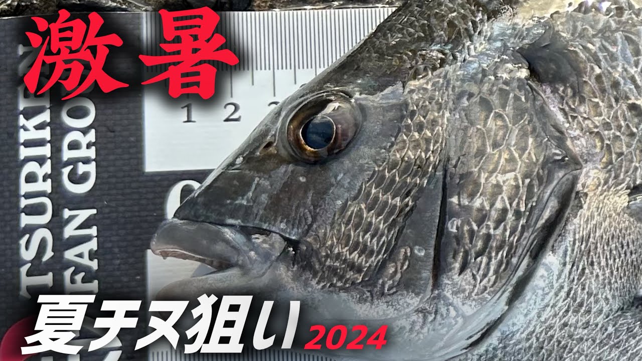 【チヌ釣り】激暑！短時間勝負の夏チヌ狙い！
