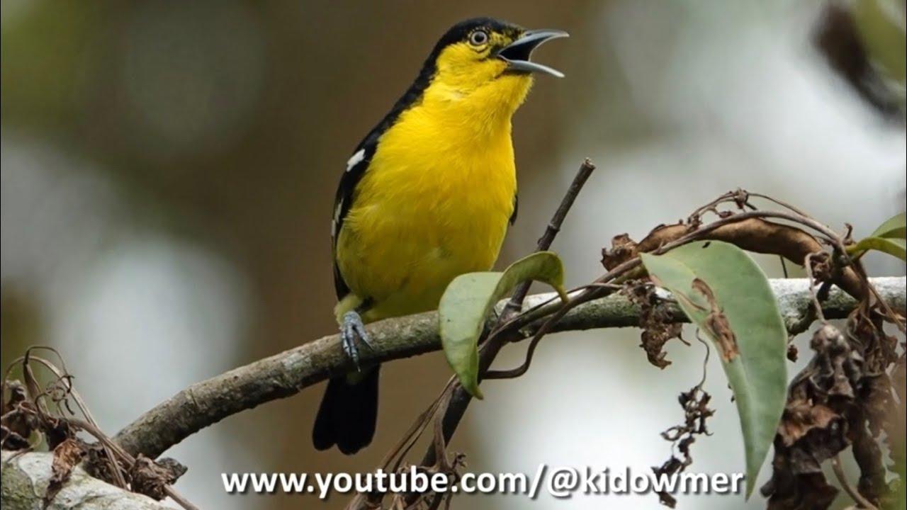 Bird Call: Variations on the call of the COMMON IORA, Singapore