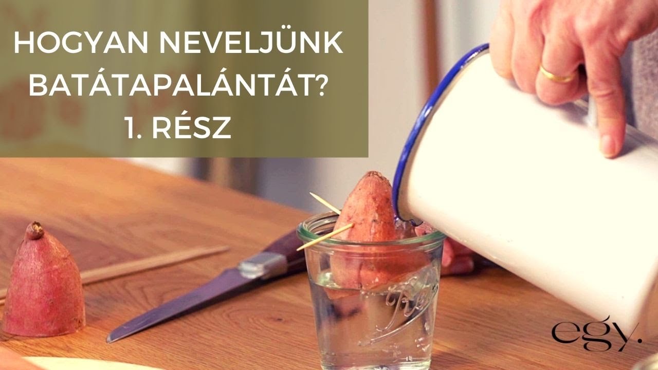 Borbás Marcsi: Kertem - Batátapalánták nevelése - 1. rész