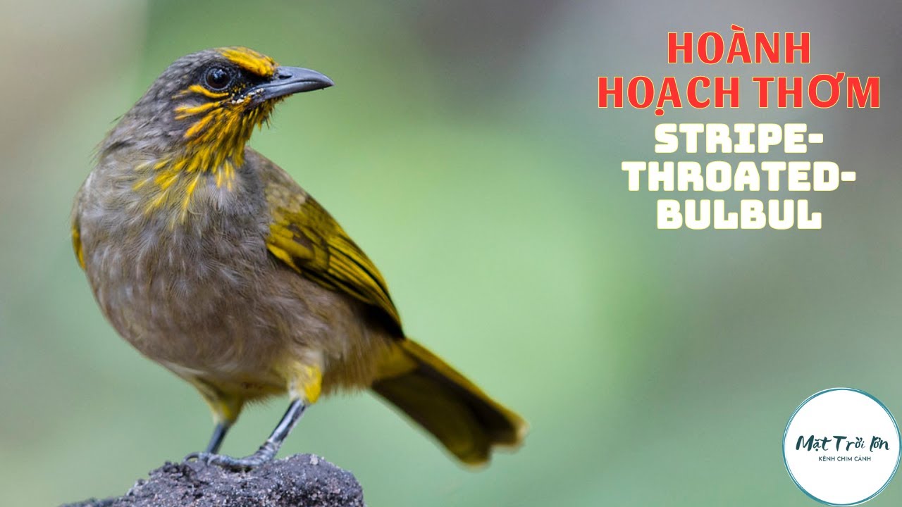 ✅Tiếng chim Hoành hoạch thơm mồi gọi bầy chuẩn mp3 | Stripe-Throated Bulbul sound call (P1)