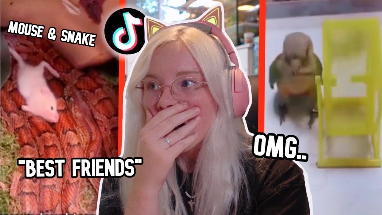 ENDANGERING Pets FOR TIKTOK VIEWS?