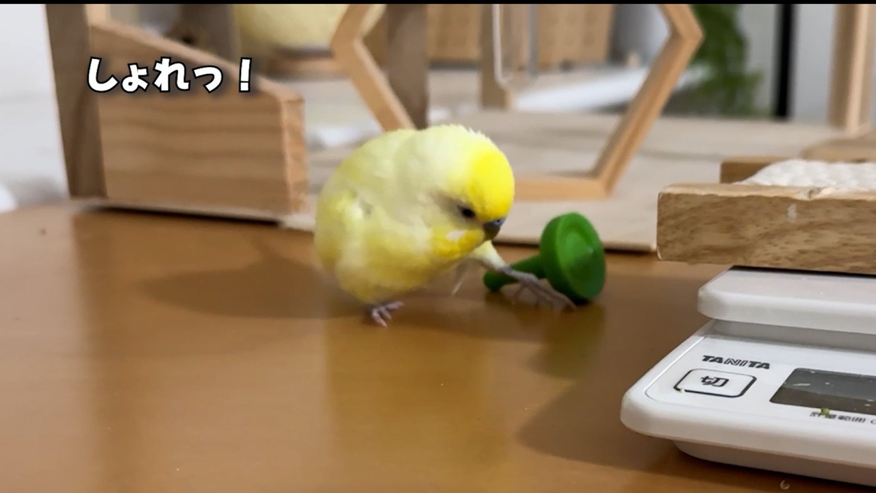 【爆笑】今日もひなちゃんが独特な遊び方をしています｜インコのの圧が強め