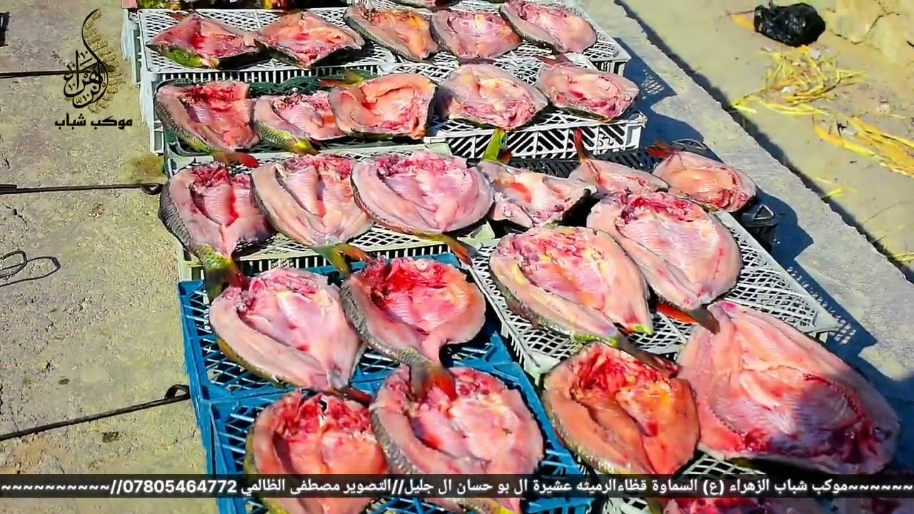 موكب شباب الزهراء (ع) أبناء مدينة السماوة قضاء الرميثه شباب ال بو حسان ال جليل