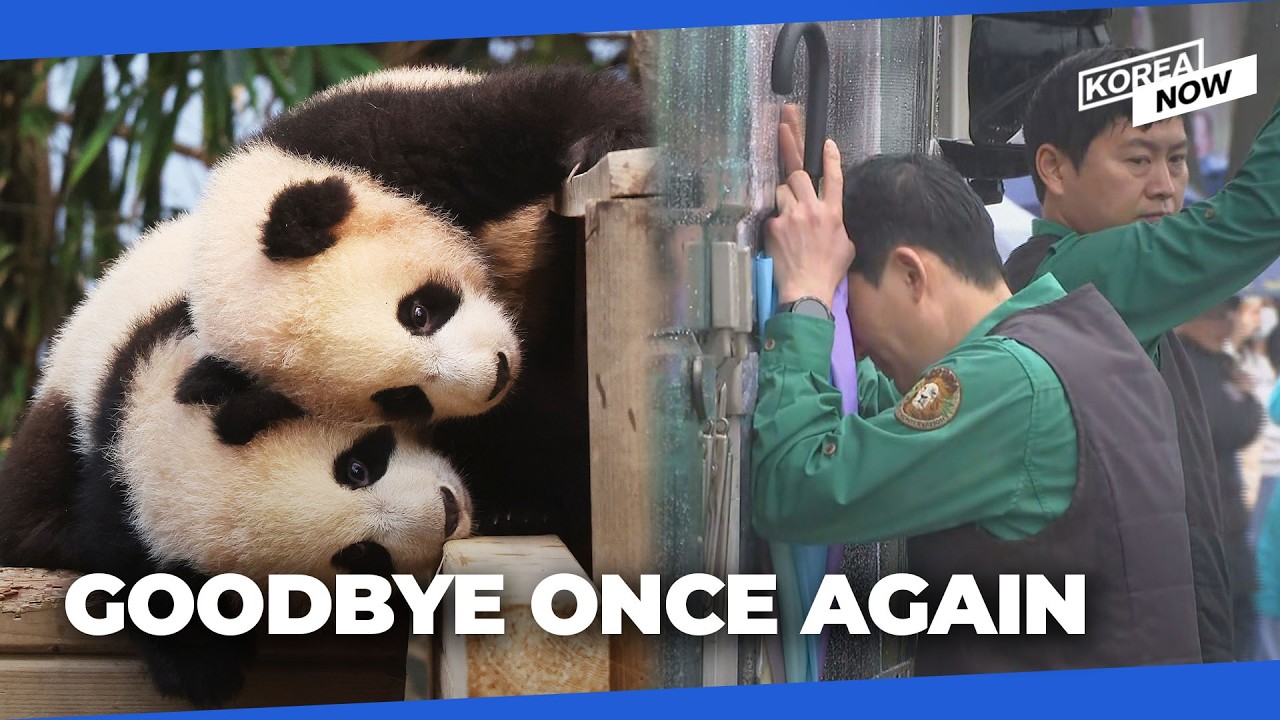 Another Panda goodbye? Korea&rsquo;s beloved twins may return to China this winter