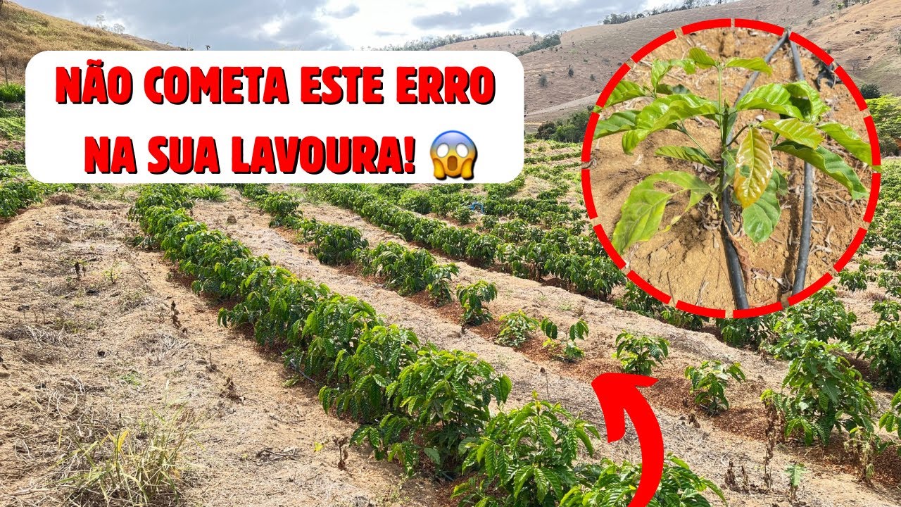 Principal erro no Caf&eacute; Conilon - Condu&ccedil;&atilde;o da lavoura para altas produtividades. Como fazer?