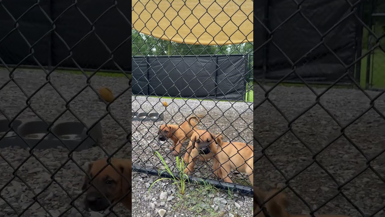 Puppy Update! Idol X Layna 