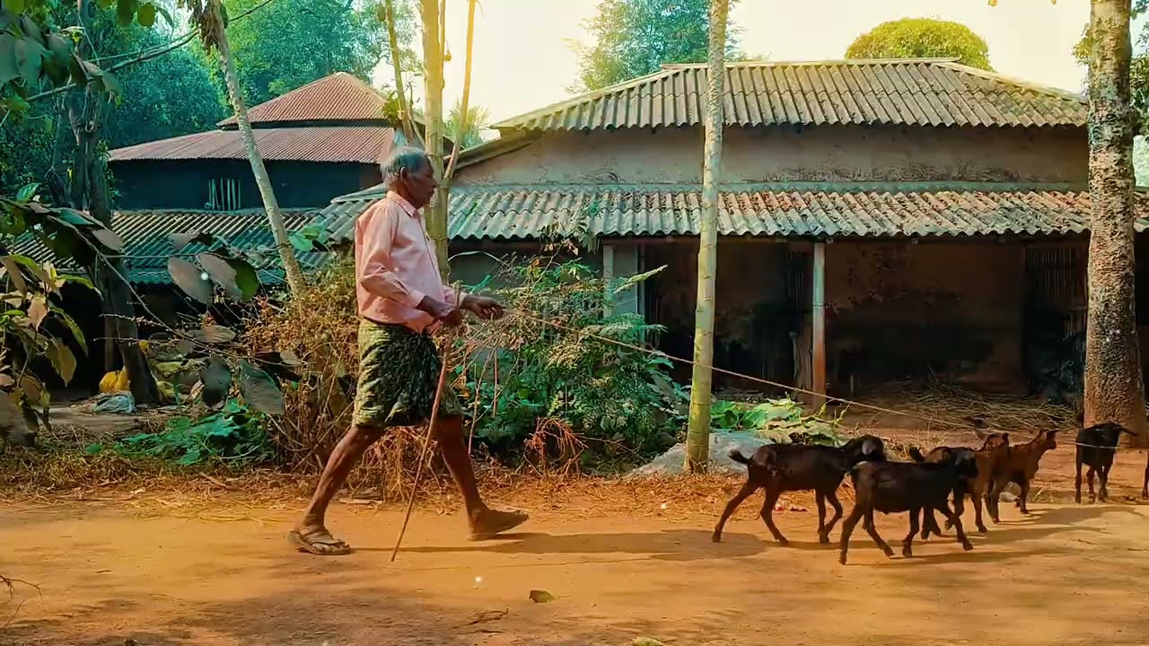 🥰Village View 🥰 #cinematic #shorts #trending #reels #village #viral #viralvideo 