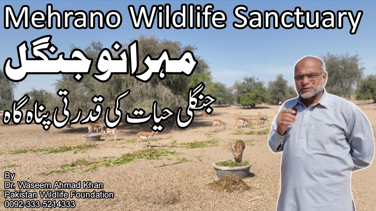 A Visit To Mehrano Wildlife Sanctuary | Mehrano Jungle Ki Sair | Mehrano Wildlife Refuge Khairpur