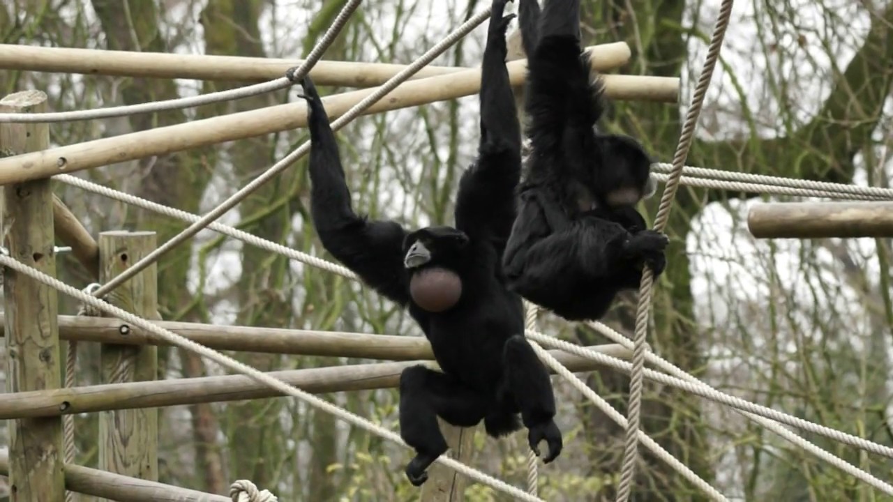Chant des siamangs