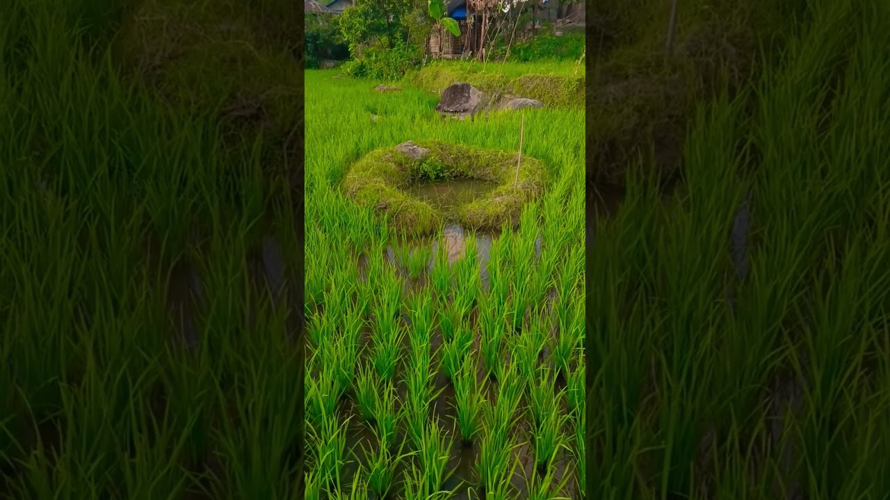 Part 37. Kehidupan di desa #kehidupandidesa