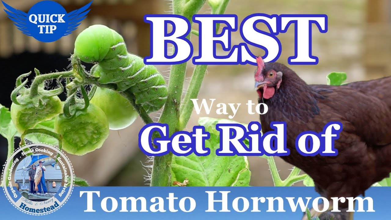 Tomato Hornworms - BEST Way to Get Rid Of Tomato Hornworms
