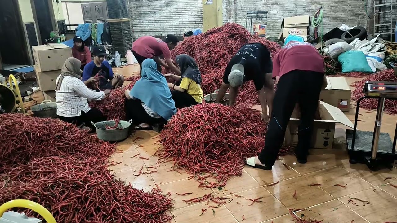 Harga cabe dan sayur tgl 16 februari,2026, dikab Magelang, Jawa Tengah #petanimillennial #fypシviral 
