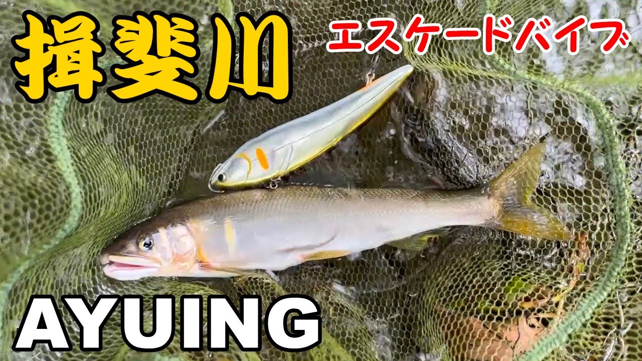【アユイング】揖斐川でリベンジしてきた【キャスティングアユ】
