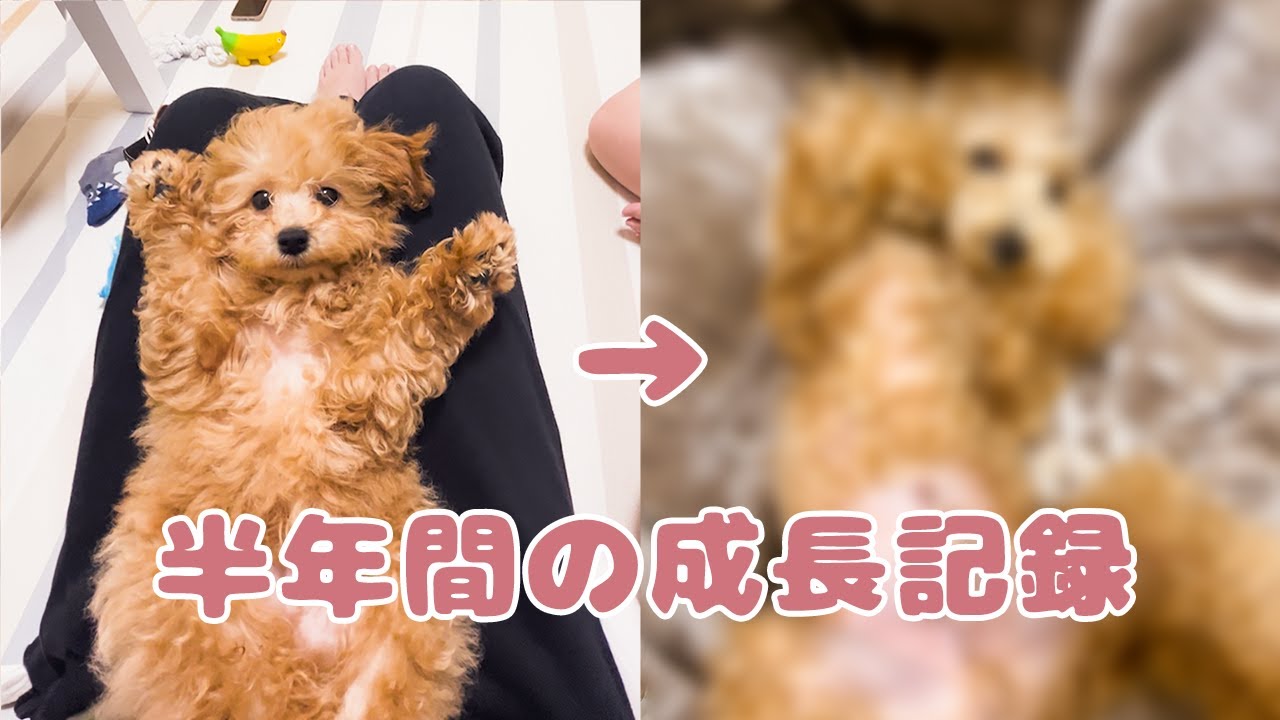 トイプードルの子犬の成長記録【お迎えから半年】
