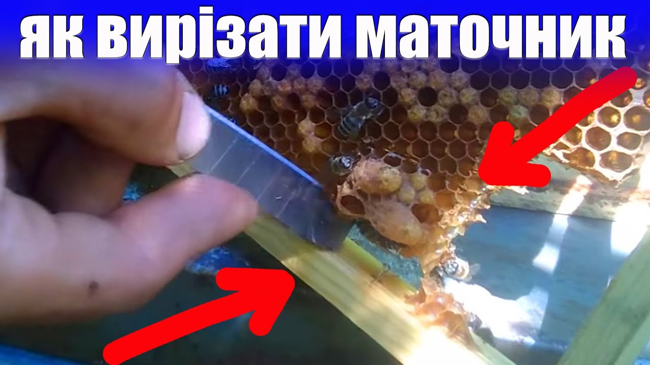 Нарізати маточники на відводки. Як вивести маток. Матки для відводка. Як розширити пасіку початківцю