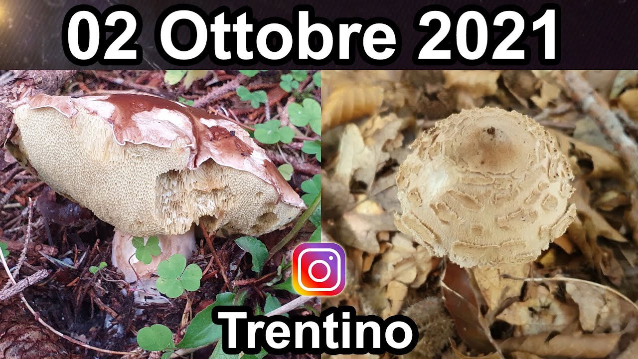 PORCINI 2021 OTTOBRE TRA PORCINI, CHIODINI, FINFARLE, AMANITI, MAZZE DI TAMBURO