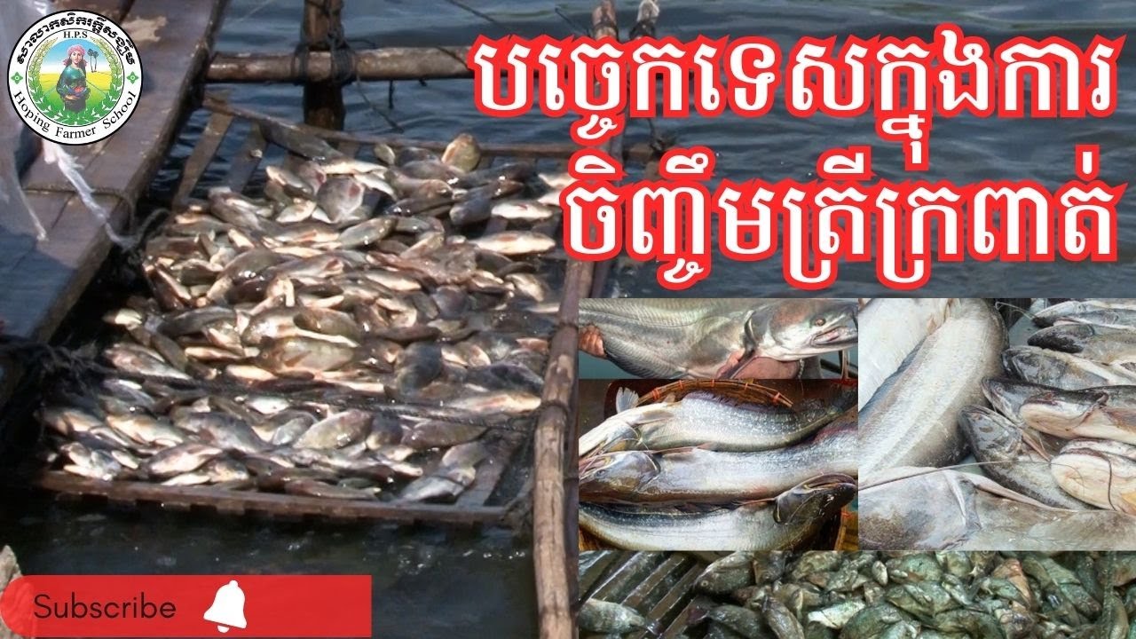 បច្ចេកទេសចិញ្ចឹមត្រីក្រពាត់ l នាទីកសិកម្ម [ Fish Farming - Agriculture ]