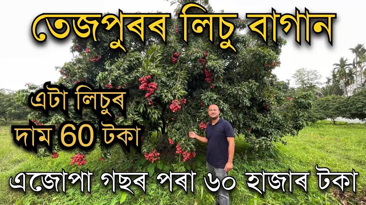 তেজপুৰৰ এটা লিচুৰ দাম 60 টকা। Tezpur Litchi | Tezpur Litchi Garden | Assam Largest Litchi Garden