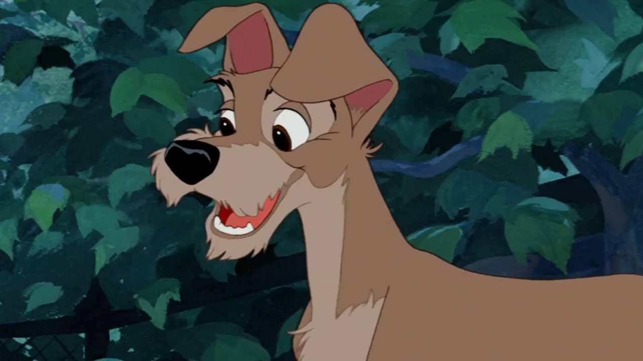 Damian Victor Oancea - Tramp (Lady and the Tramp)