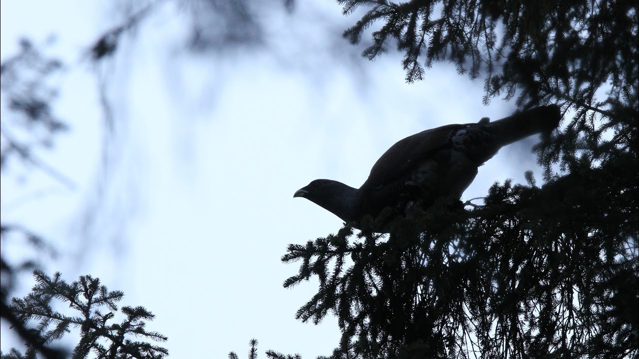 Gallo cedrone in alimentazione su abete rosso