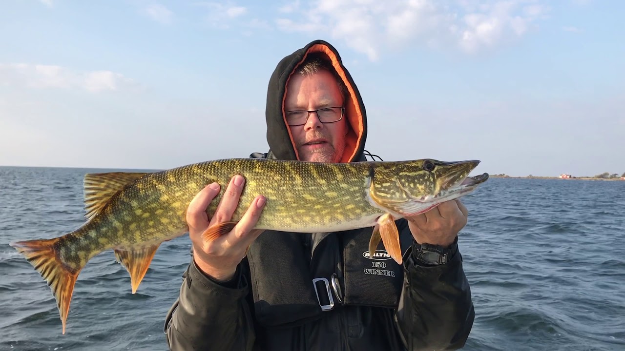 Höstfiske efter gädda i Blekinge skärgård 2017