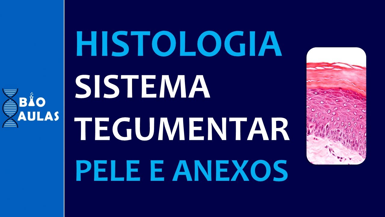 Histologia da Pele: Epiderme e Derme - Sistema Tegumentar (Histologia Humana) - Bio Aulas