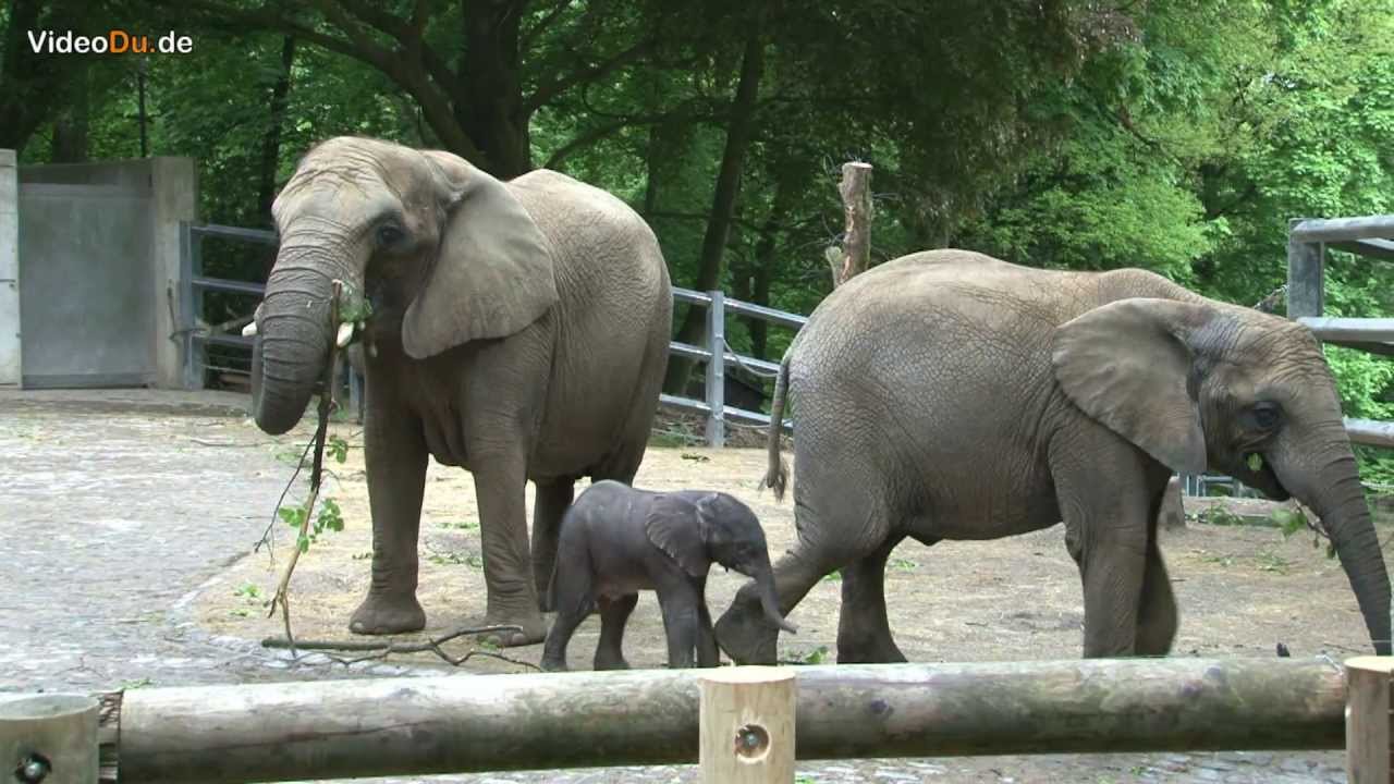 Elefantenbaby im Zoo Wuppertal