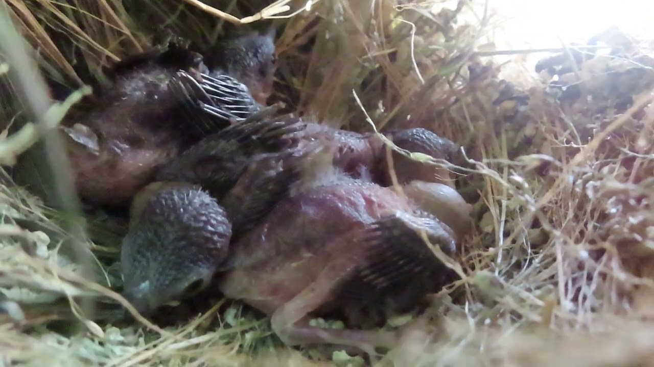 黑頭文鳥的成長 7          詩鄉田園:https://poemfarmer85.blogspot.com