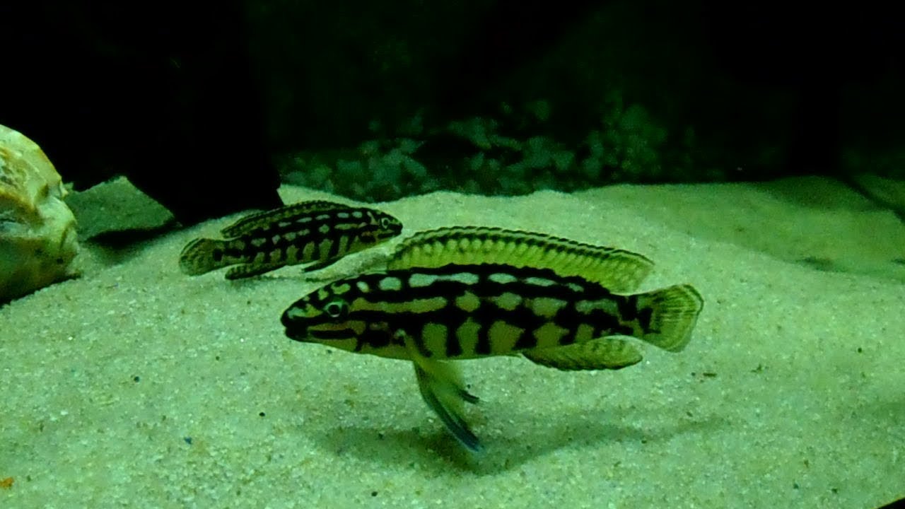 Юлидохромис Марлиера (Julidochromis Marlieri).