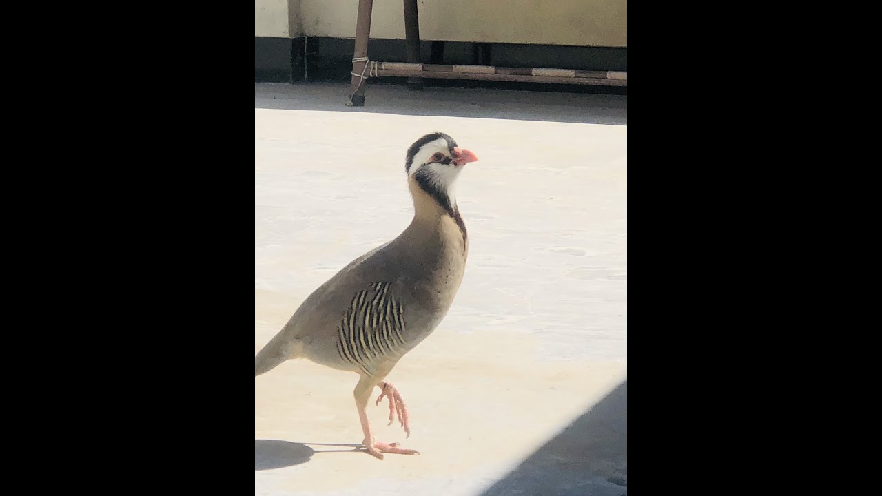 Arabian partridge #охота на куропатку2 ноября Спартак чемпион
