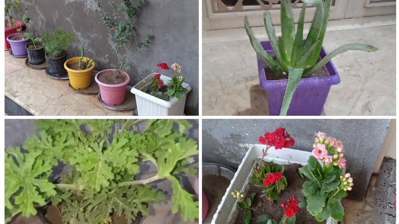 جوله بنباتاتي🌵تكاثر نبات الاولفيرا ونبات الكلانشوا🌷زراعه دمعه طفل والمتسلق