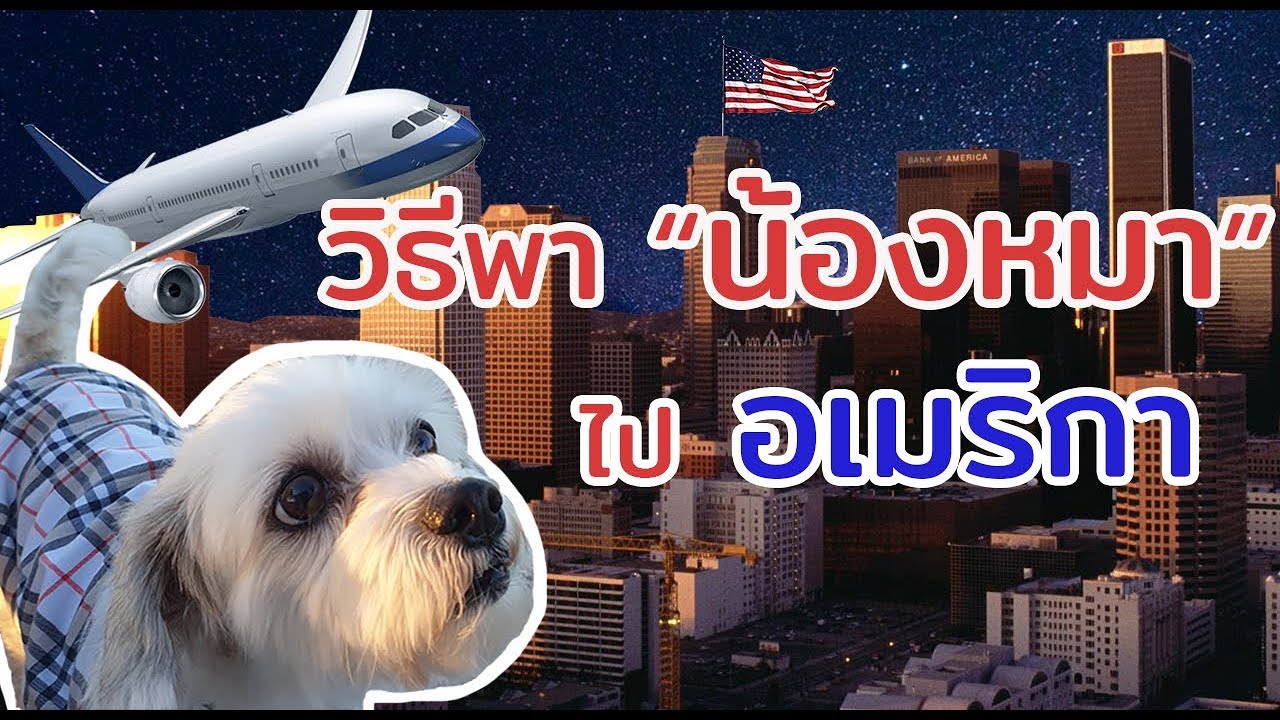 วิธีพาสุนัขไป อเมริกา ด้วยตัวเองประหยัดเป็นแสน!