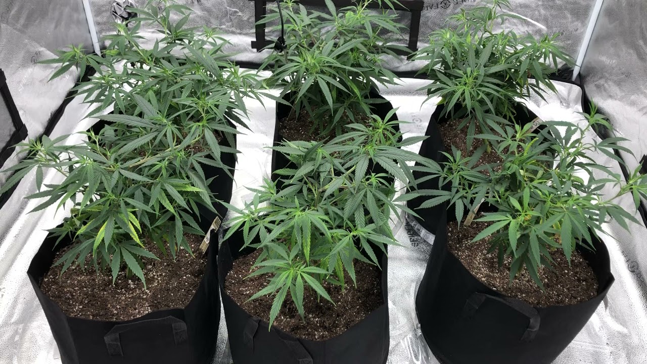 Super Cropping Blue Dream - 15 hours later