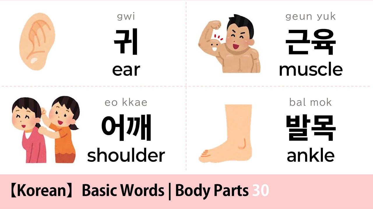 Korean Basic Words｜Body Parts 30