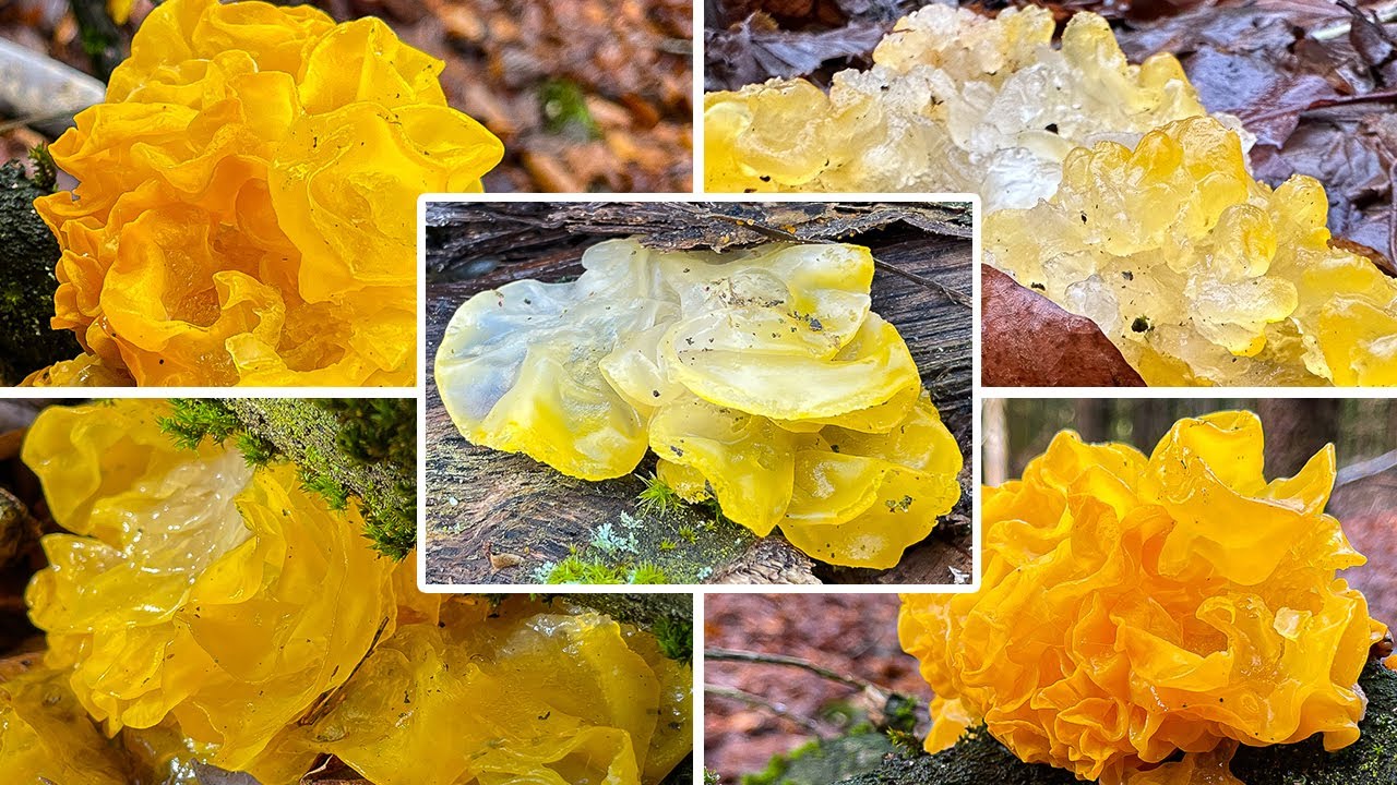 Goldgelber Zitterling essbar? Verwechslung & Portrait | Yellow Brain Fungus | Tremella mesenterica