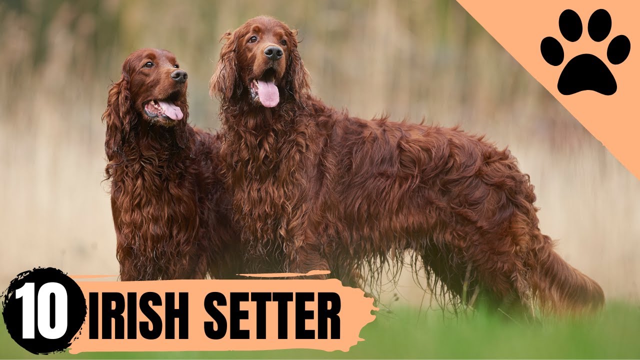 Irish Setters - Top 10 Facts