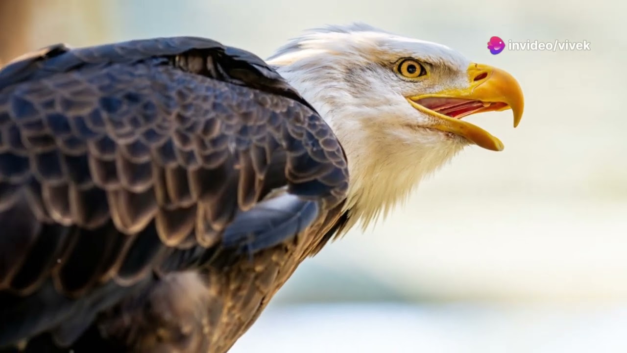 Eagle Vision 4x Sharper Than Humans