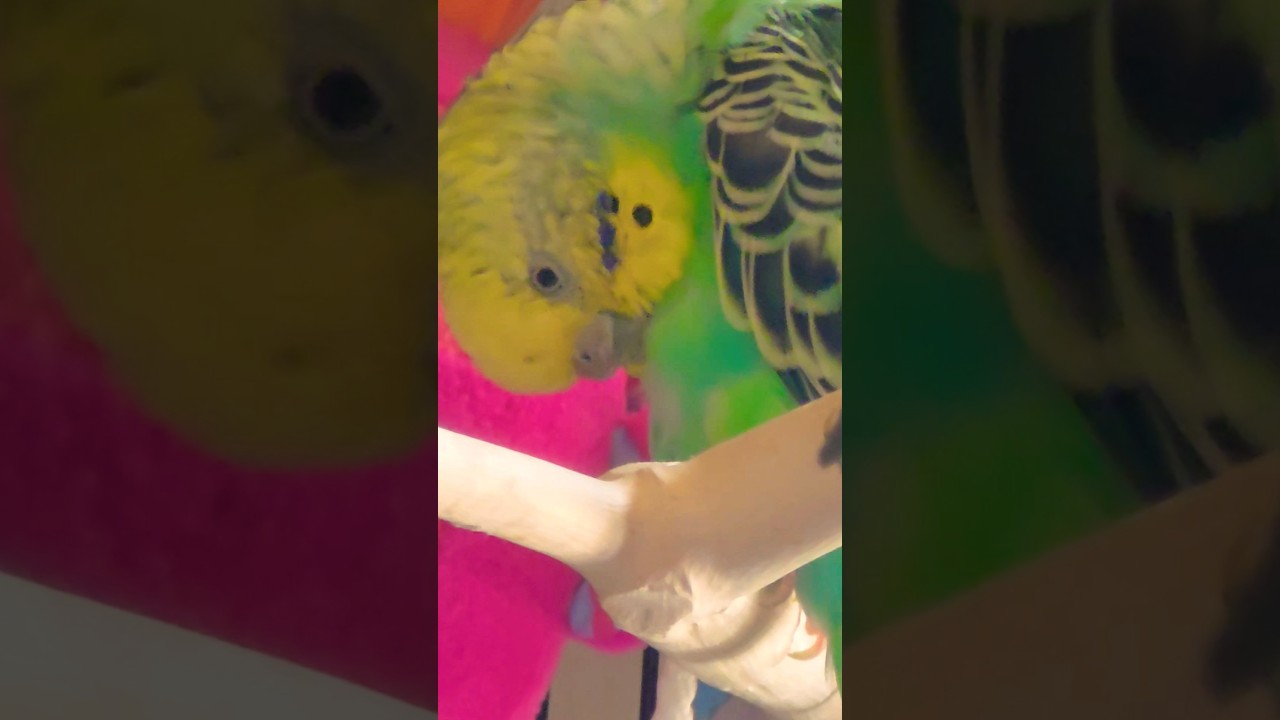 #dayoff #preening ##acicalar #periquitosaustralianos #australianbudgies #picklesparakeets #frbyron
