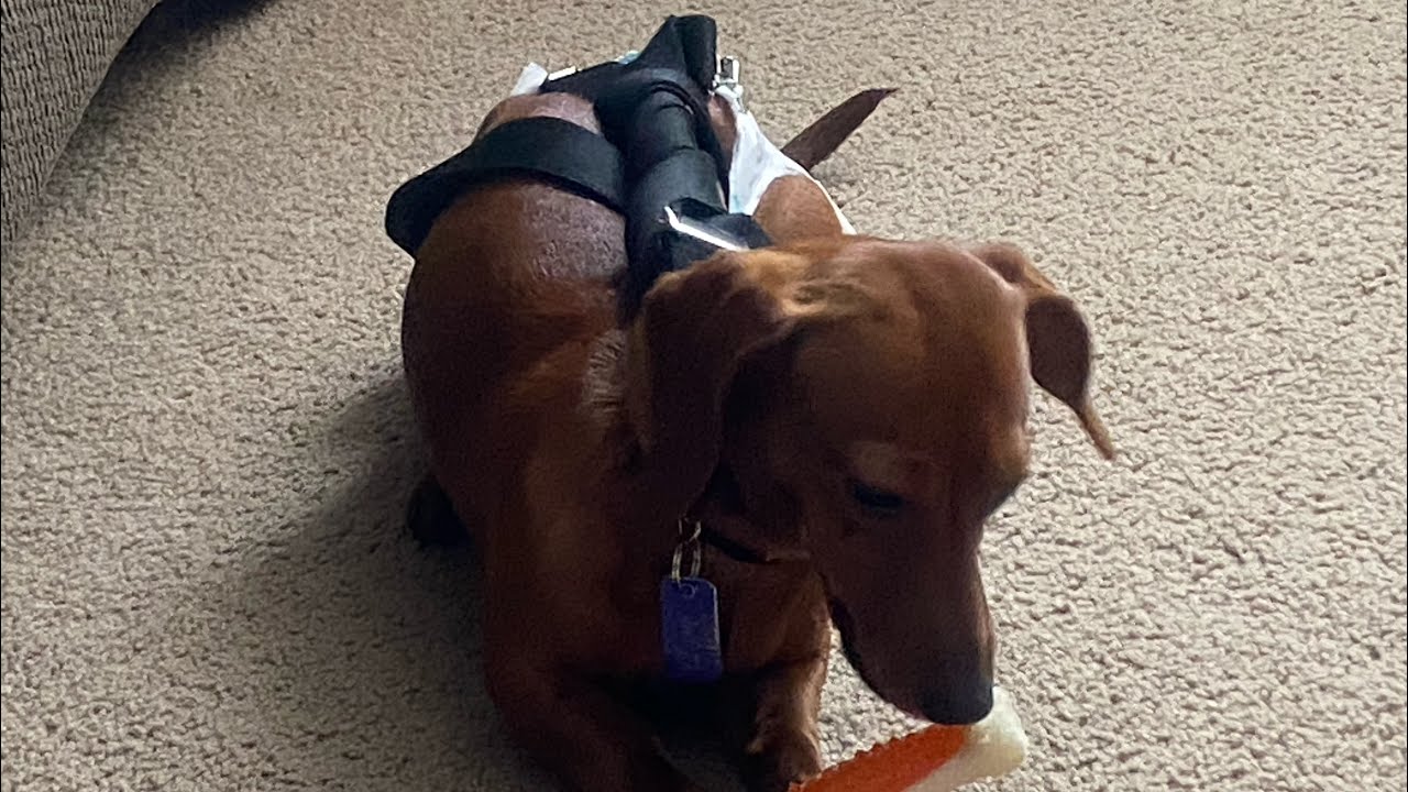 How To Keep A Diaper On A Dog Or Puppy In Heat