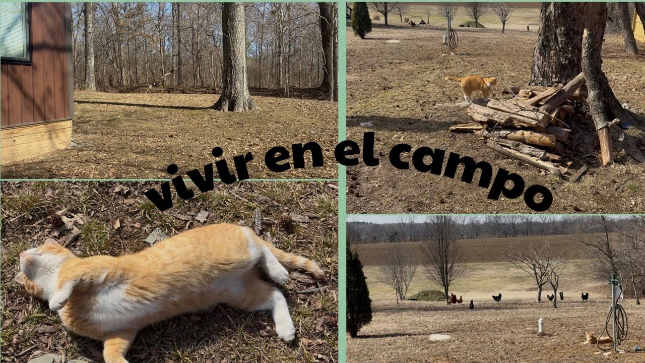 vida en el campo con amor# entre gallinas y un gatito#momentos reales deFamilia. 