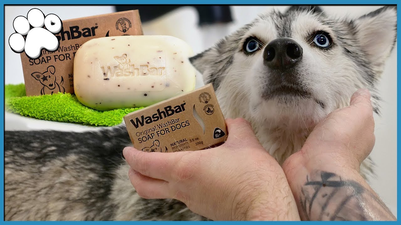 Trying Out NATURAL Dog Soap
