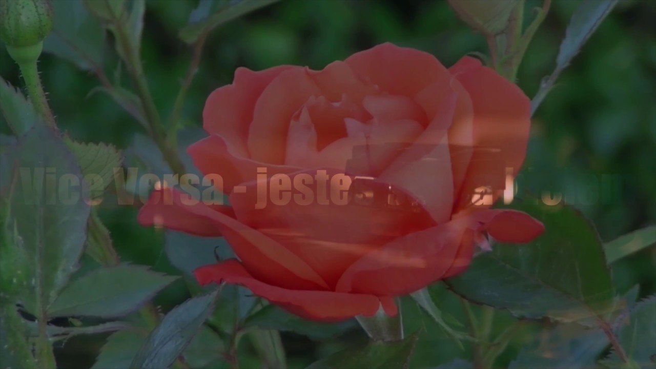 Vice Versa - Jesteś serca biciem(Official Audio)2018 Disco Polo
