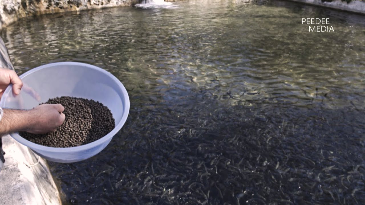 The Many Benefits Of Fish Farming