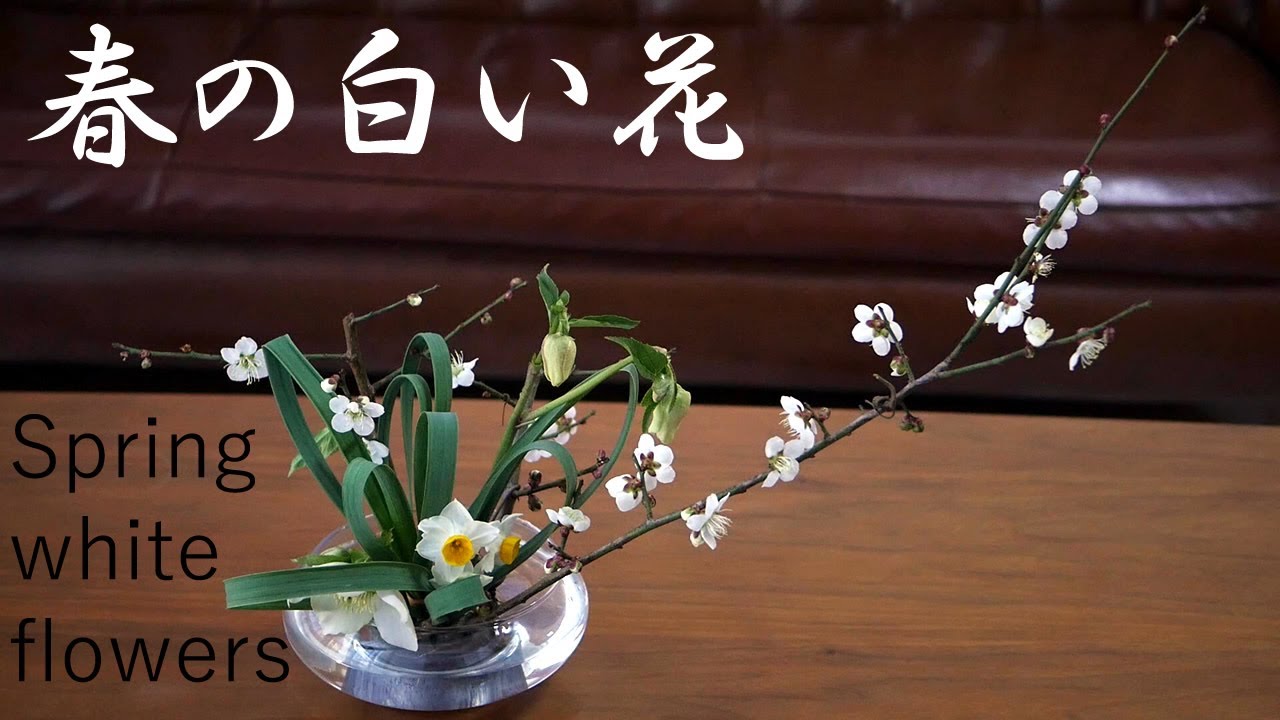 【生け花】春の白い花達【ikebana】梅/クリスマスローズ/水仙/輪ゴム/Spring white flowers/春天白花/Fleurs blanches de printemps/ダイソー水盤