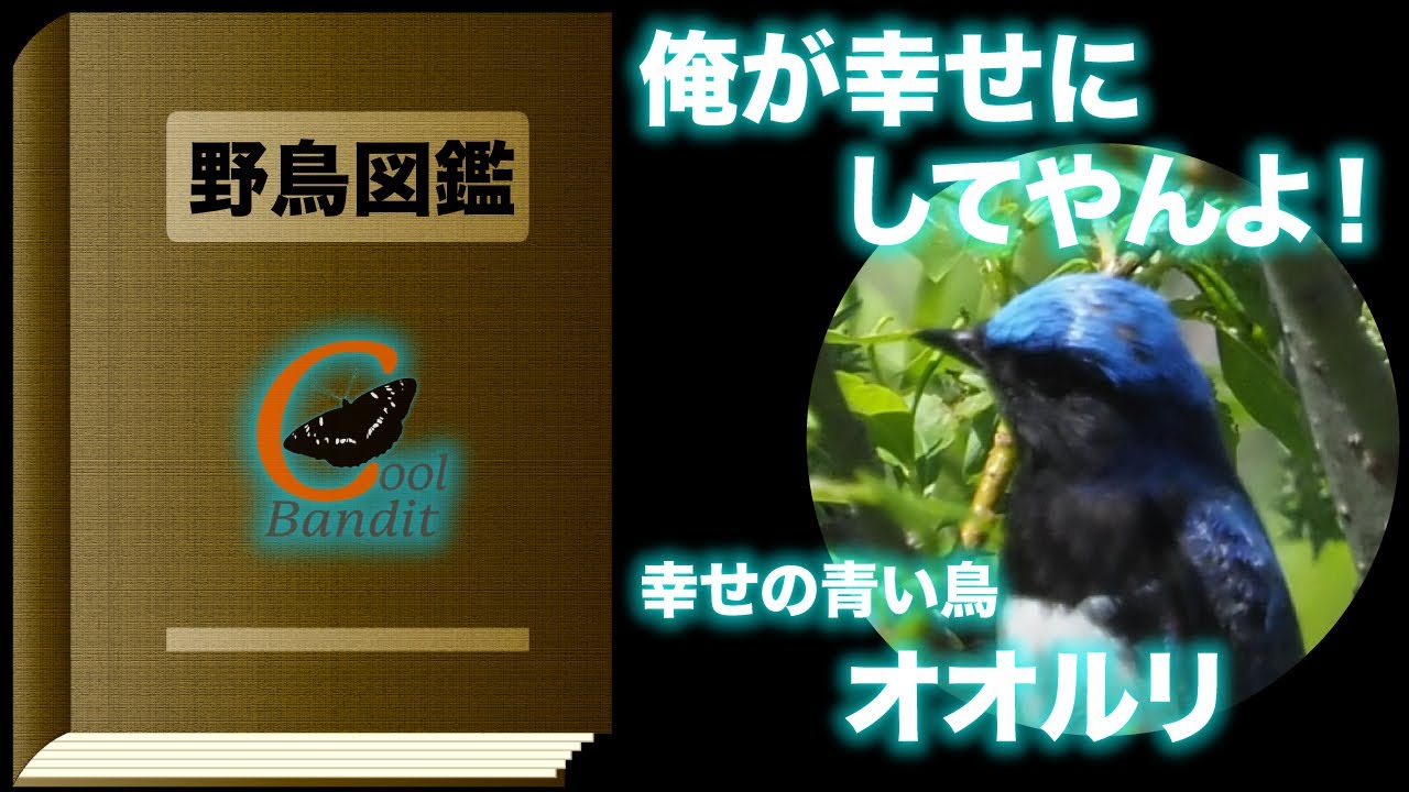 【野鳥図鑑#38 /オオルリ】新緑に映えるコバルトブルー、幸せの青い鳥オオルリ