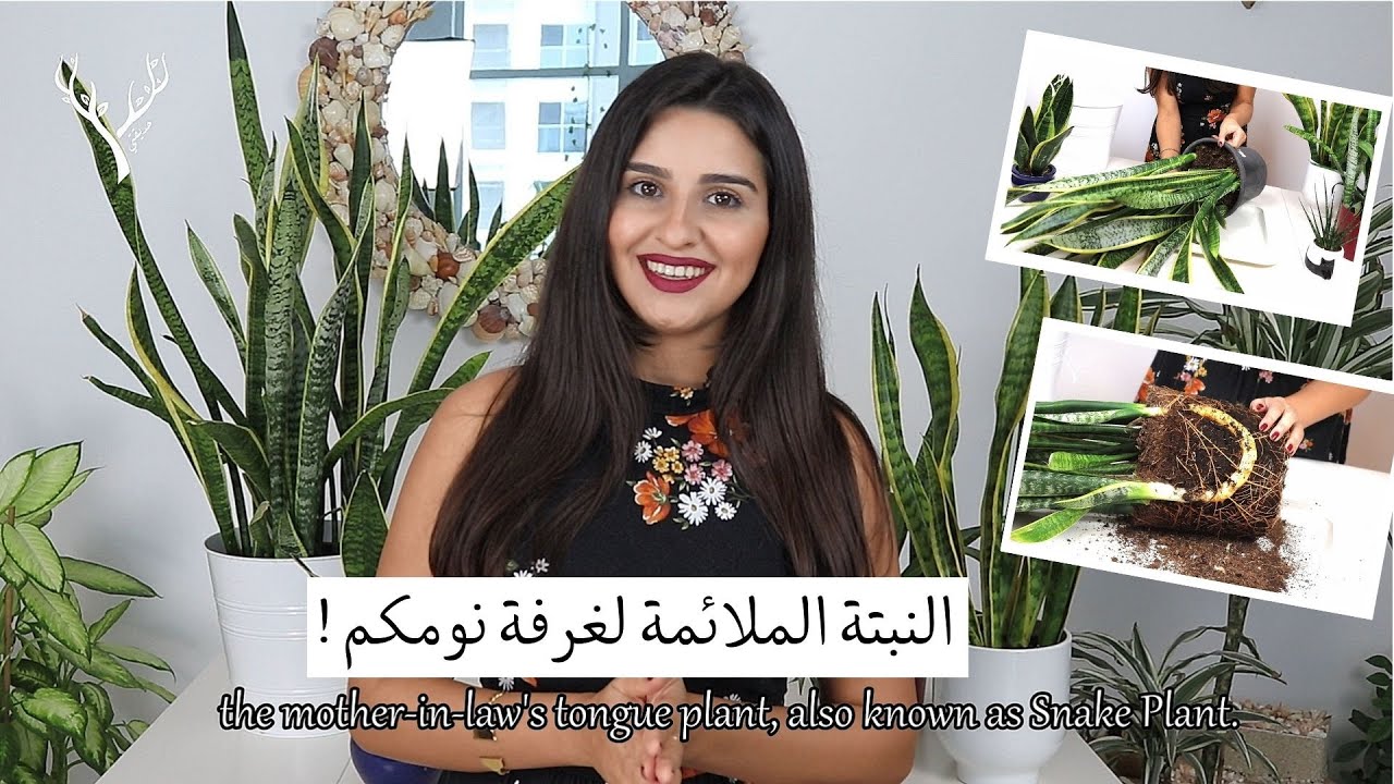 Snake Plant, dracaena trifasciata - نبتة جلد النمر أو لسان الحماة، أهميتها، إكثارها، والعناية بها