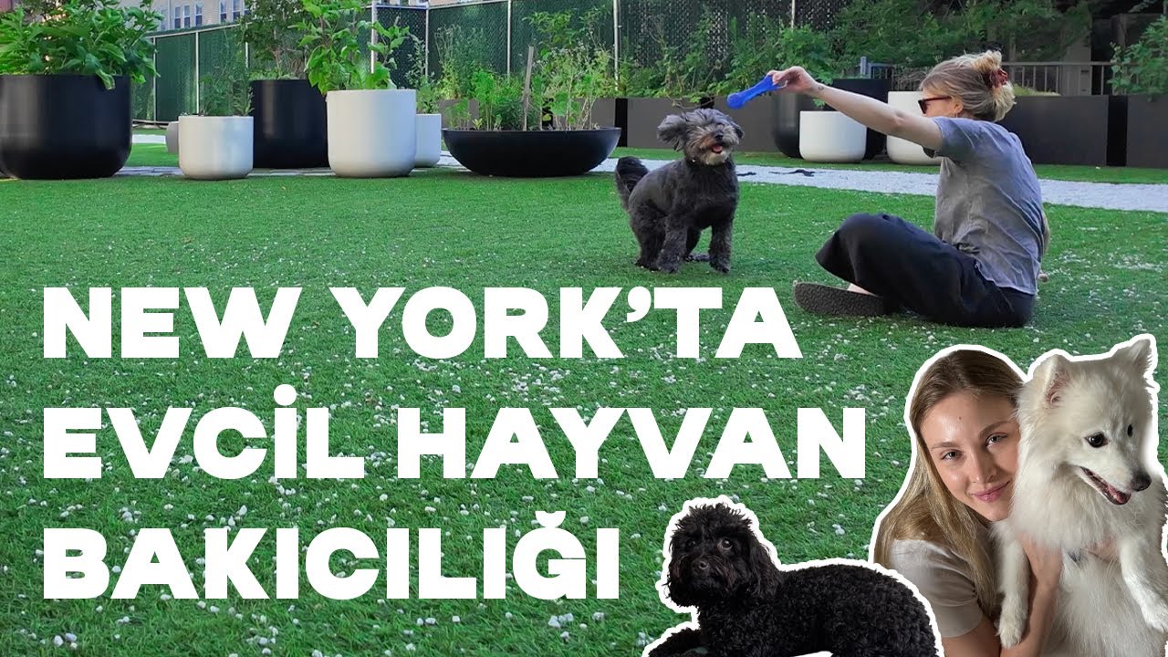 new york'ta evcil hayvan bakıcısı oldum | ayda $1,000 side hustle