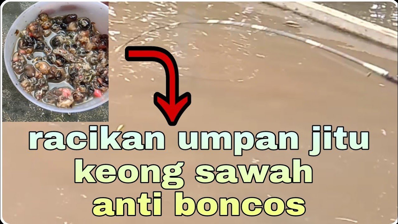 umpan jitu keong sawah galatama lele anti boncos