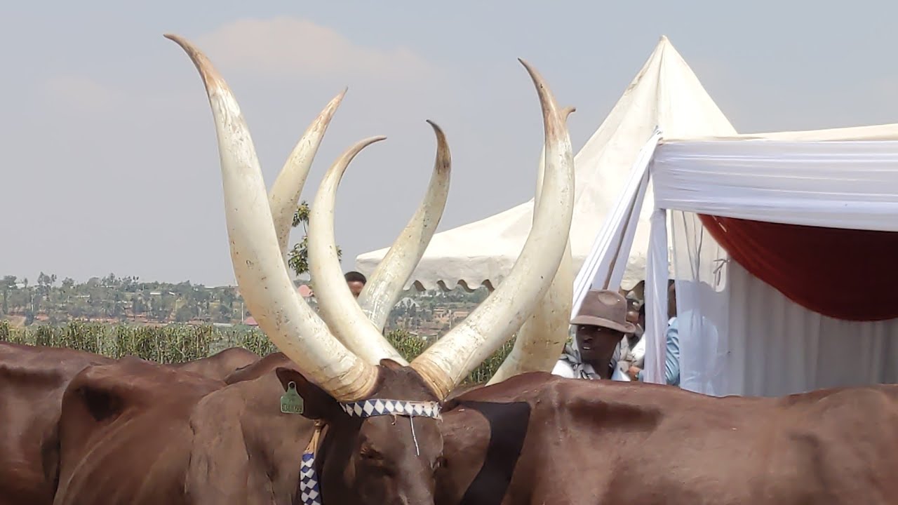 Inyambo zaje muri Nyanza twataramye MBEGA umudiho,ziritonda